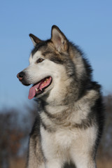magnifique portrait de l'alaskan malamute content et joyeux