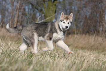 alaskan malamute en balade en campagne vu de profil