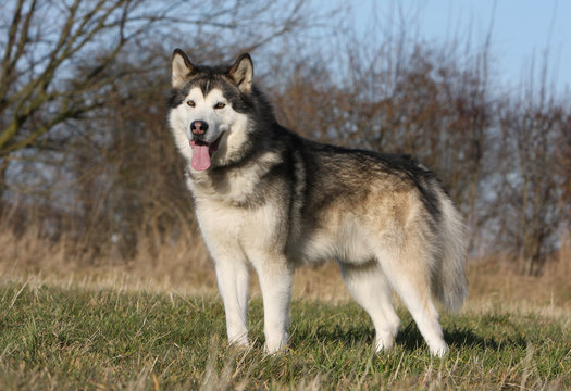 pose de l'alaskan malamute debout vu de profil droit et fier