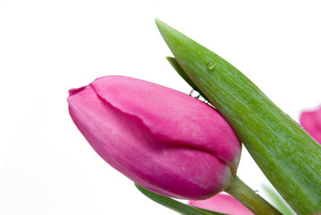 water drop on pink tulip isolated on white