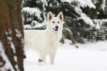 la pose fière du berger blanc suisse debout dans la neige