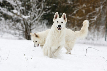 couple de berger blanc suisse jouant dans la neige
