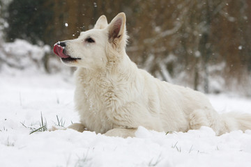 berger blanc suisse allongé seul mangeant de la neige