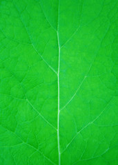 Plakat green leaf