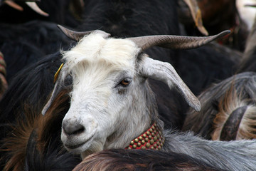 cabra ganado caprino. queseria carne