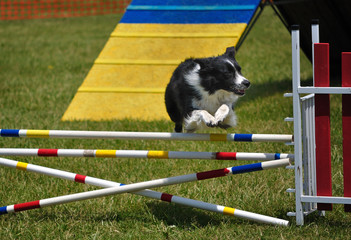 Border Collie leaping over a double jump at dog agility trial