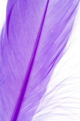 Fototapeta premium Blue Feather