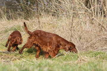deux setter irlandais flairant l'herbe pendant leur balade