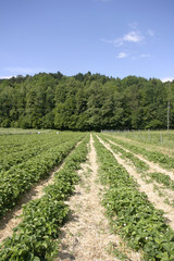 Fototapeta na wymiar Erdbeerplantage