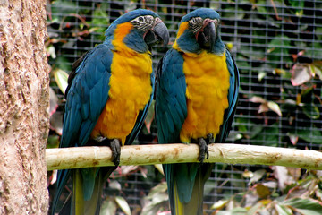 parrots