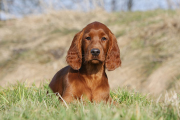 chiot setter irlandais allong&eacute; dans l'herbe &agrave; la campagne