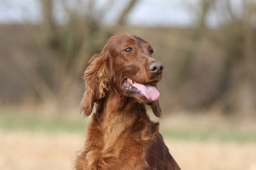 portrait du setter irlandais adulte fier et gentil en campagne