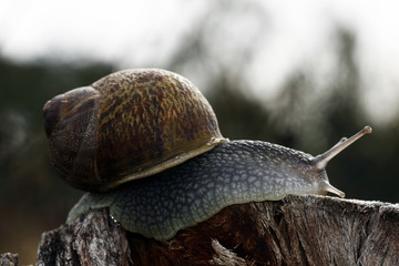 Snail of the wild