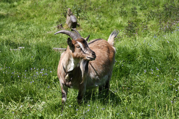 Ziegenbock