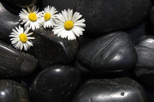 Fototapeta daisy flowers on black stones