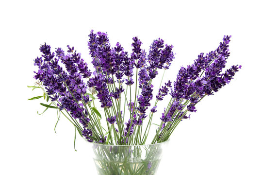 Fototapeta Plucked lavender in glass vase isolated on white background