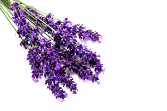 Plucked lavender isolated on white background