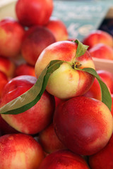Brugnons / Nectarines au Marché