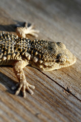 European gecko