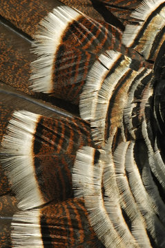 plume of ruffled turkey feathers