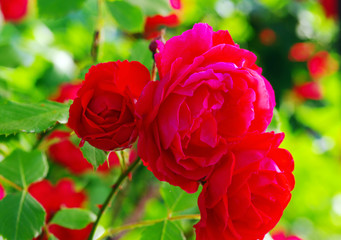 Detail of red roses