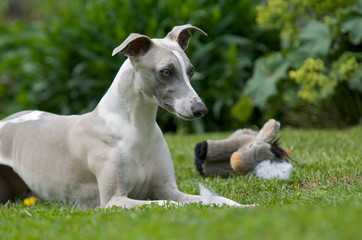 Hund mit Stofftier