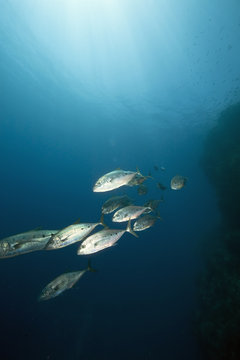ocean and doublespotted queenfish
