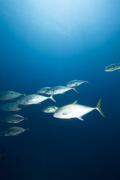 ocean and doublespotted queenfish