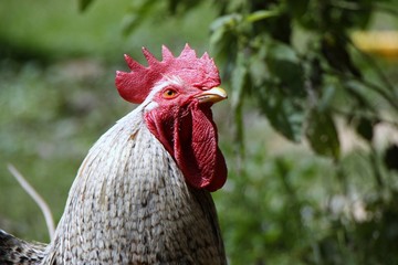 hahn auf der grünen Wiese