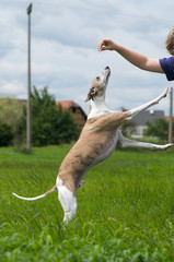 Springender Whippet