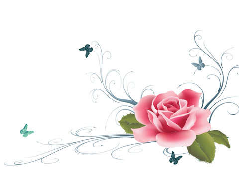 Rosenranke-Bilder: Stock-Fotos & -Videos. | Adobe Stock