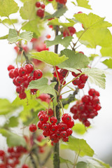redcurrant 04