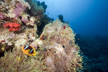 Naklejka na ściany i meble ocean, coral and anemone