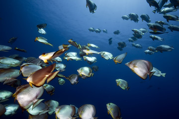 Fototapeta na wymiar ocean and orbicular spadefish