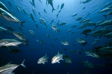ocean and giant trevally