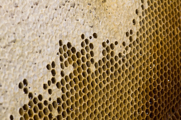 Honeycombs