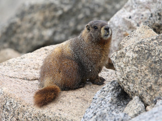 Marmot on rock in the mountains