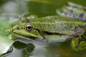 frog