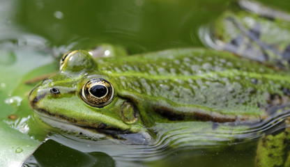 frog