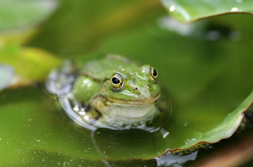 Fototapeta na wymiar frog