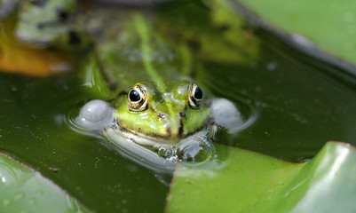 frog
