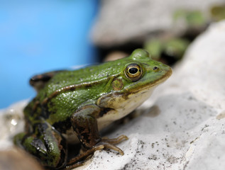 frog