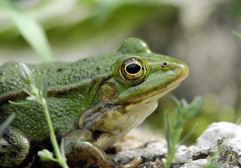 frog