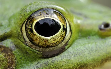 Papier Peint photo Grenouille frog