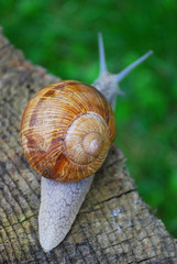 Snail crawling down side of tree trunk