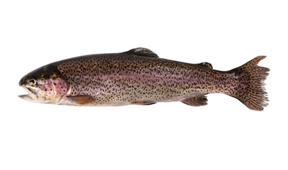 Trout fish isolated on white..