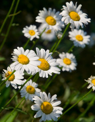 camomile flowers