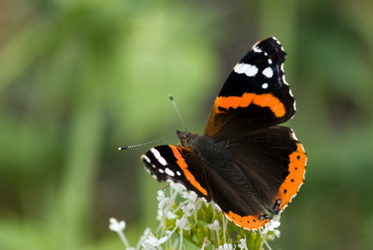 vulcain sur fleur
