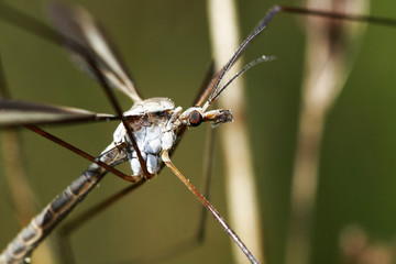Tipula vernalis