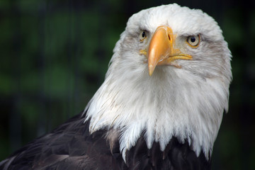 Bald eagle